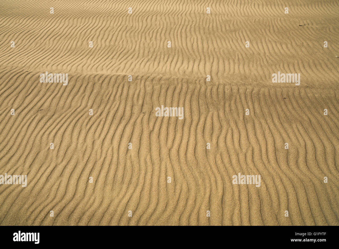 a detail of wind blown sand, rippled and with ridges.  A unique pattern much like a finger print Stock Photo