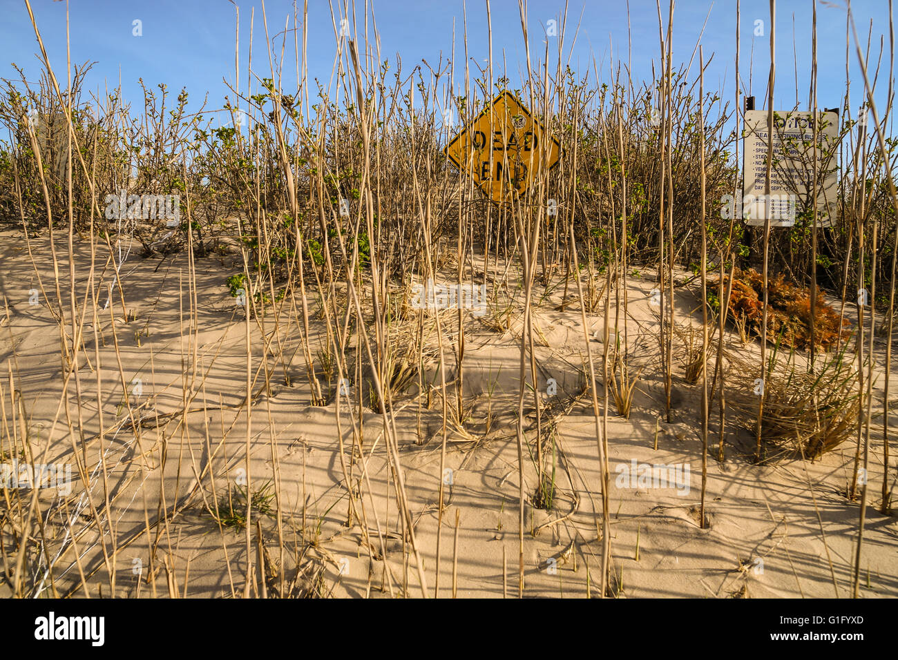a dead end sign partially covered by beach grass, in Long island, ny Stock Photo