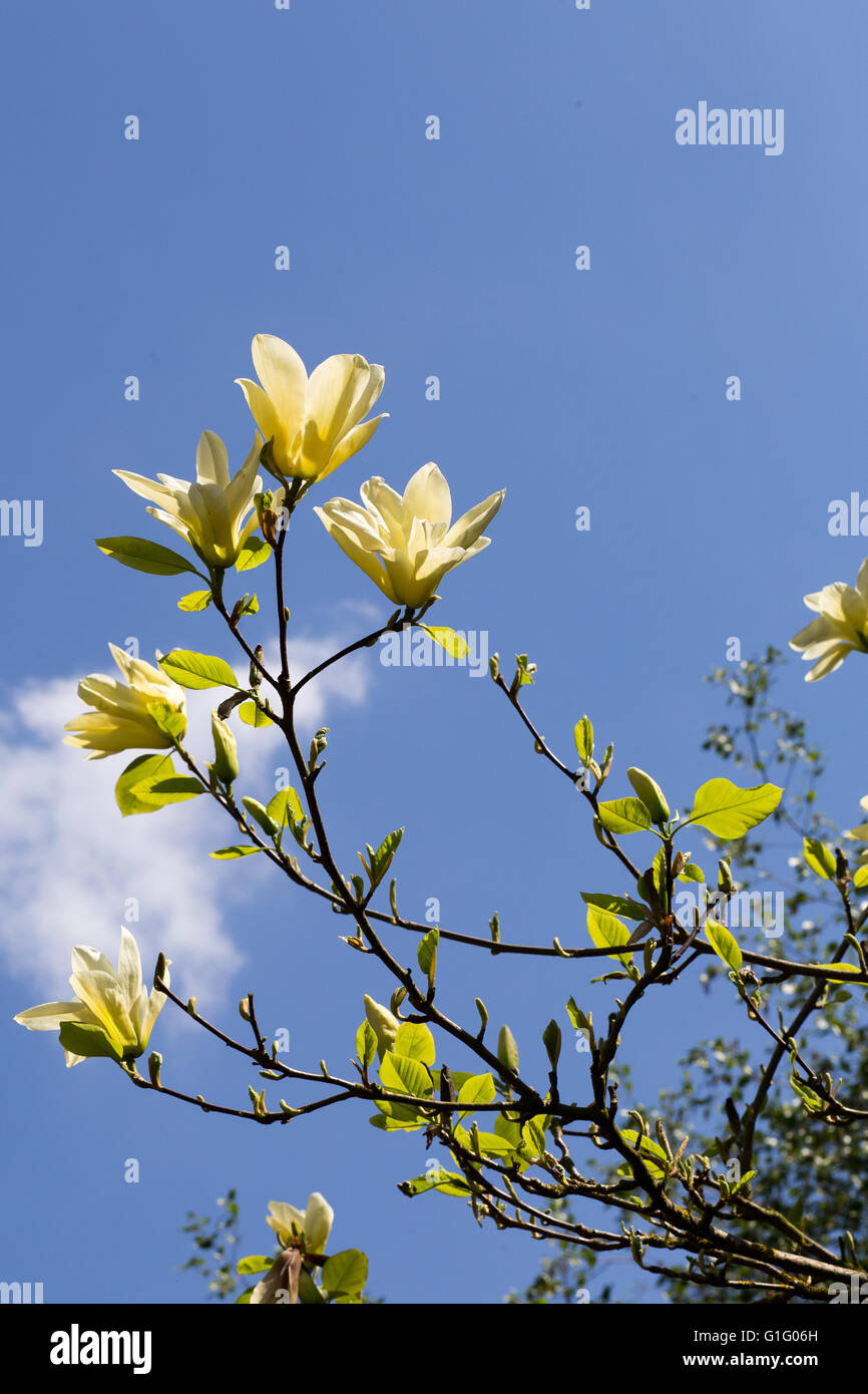 Magnolia flower buds hi-res stock photography and images - Alamy