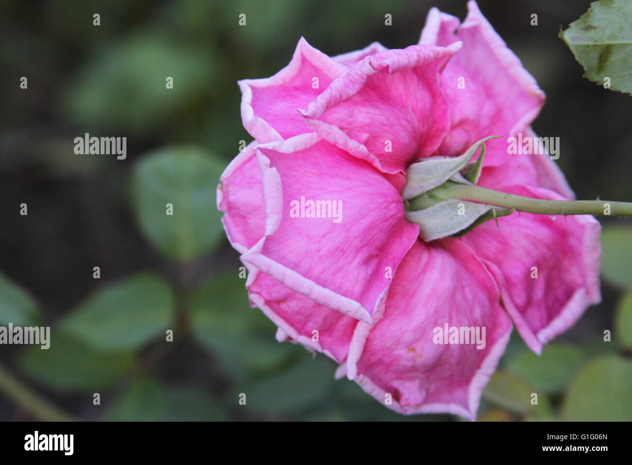 Closeup of a vibrant pink rose viewed from the back Stock Photo