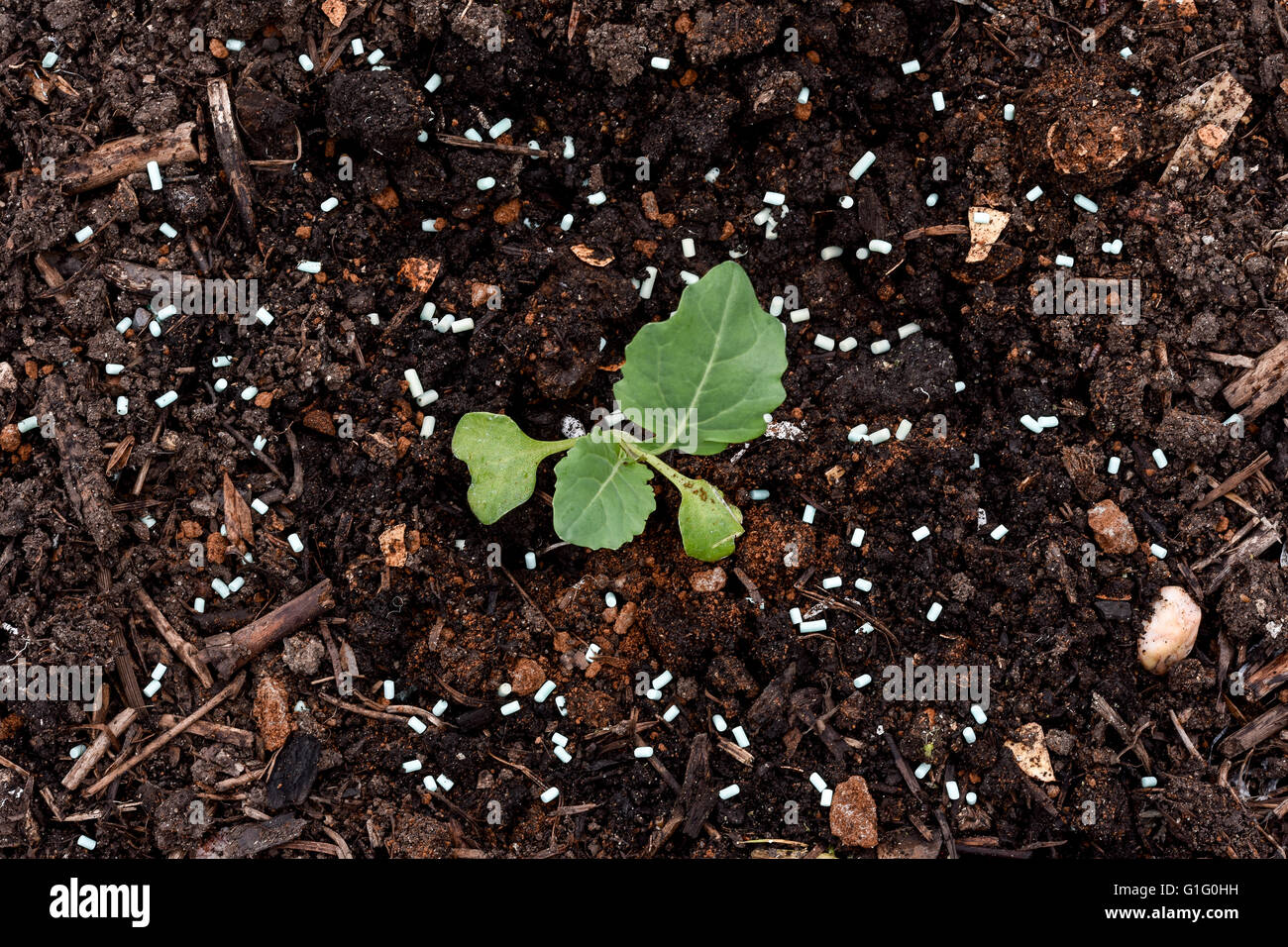 Young Brussels Sprout (Brassica oleracea) seedlings being protected from slugs and snails with organic approved slug pellets Stock Photo