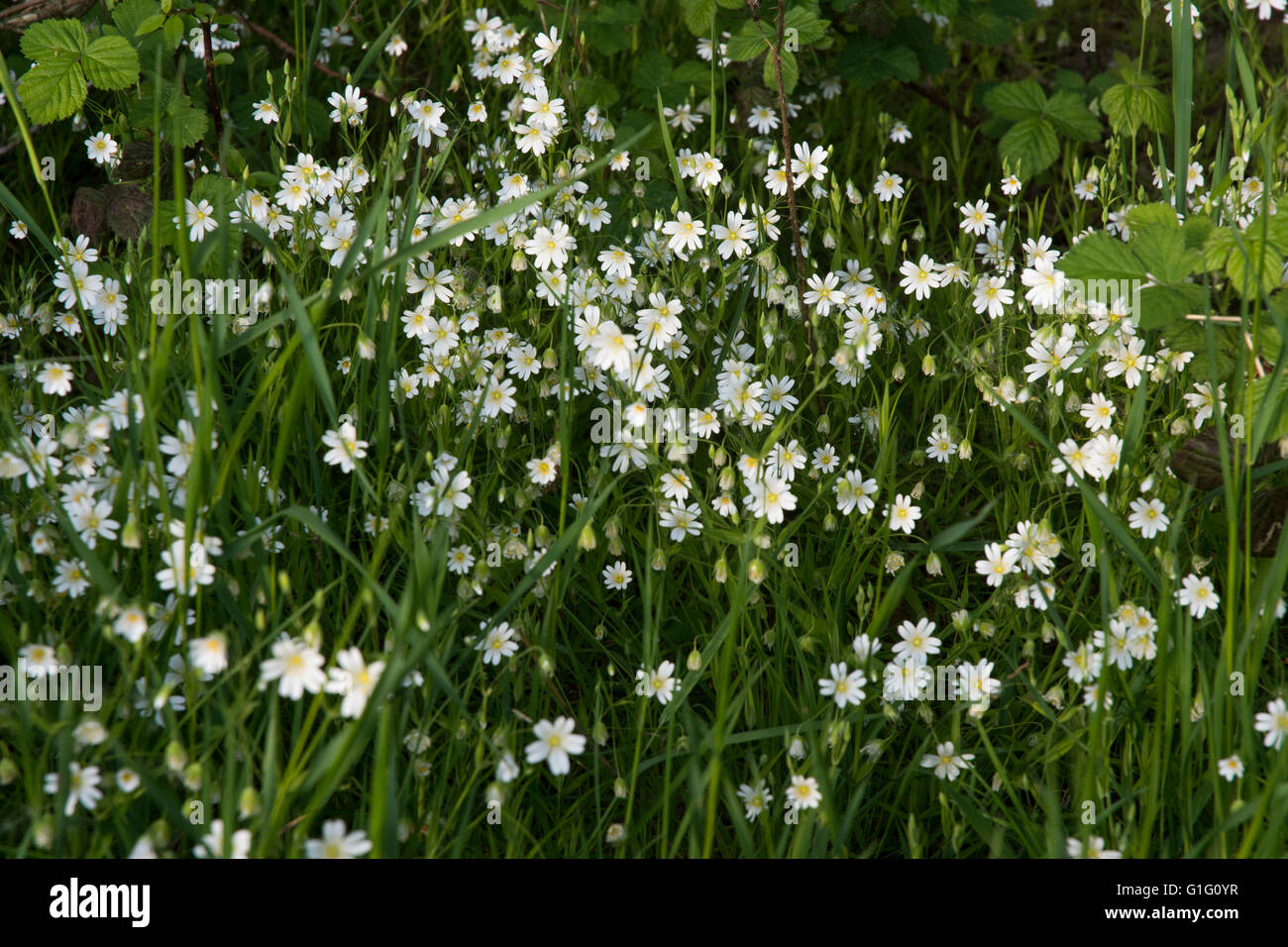 Greater Stitchwort (Stellaria holostea) a native wildflower in Britain growing in a hedgerow. Stock Photo