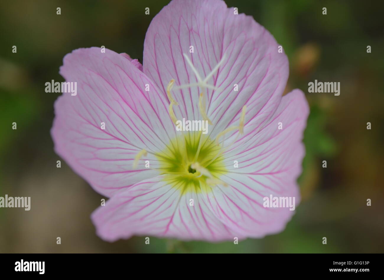 Pink evening primrose hi-res stock photography and images - Alamy