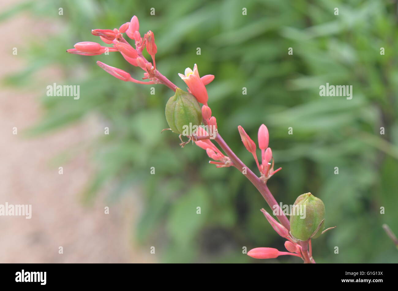 Red Yucca (hesperaloe parviflora) Bloom Austin Texas USA Stock Photo