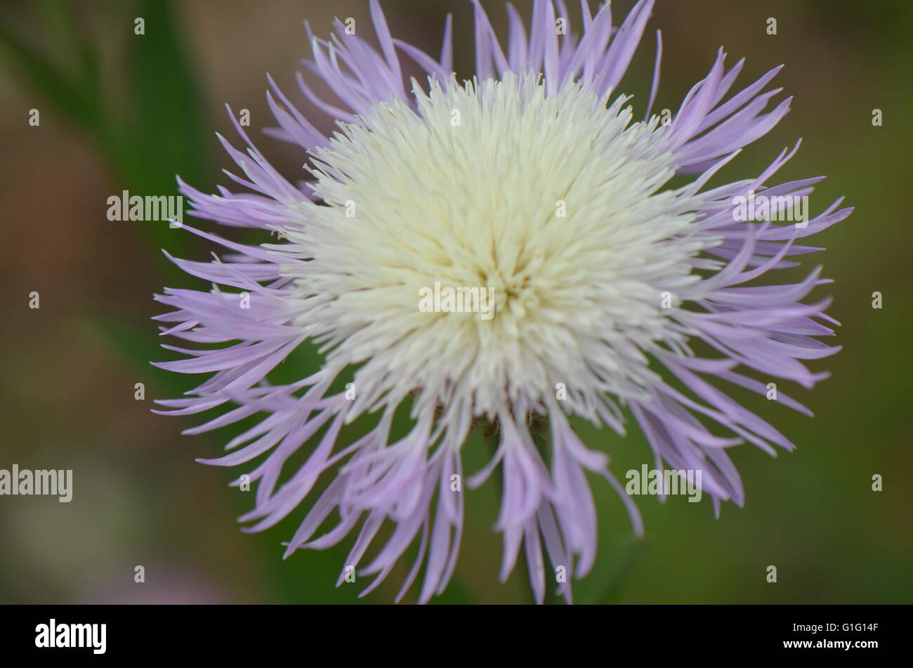American Basket Flower (centaurea americana) Bloom Stock Photo Alamy