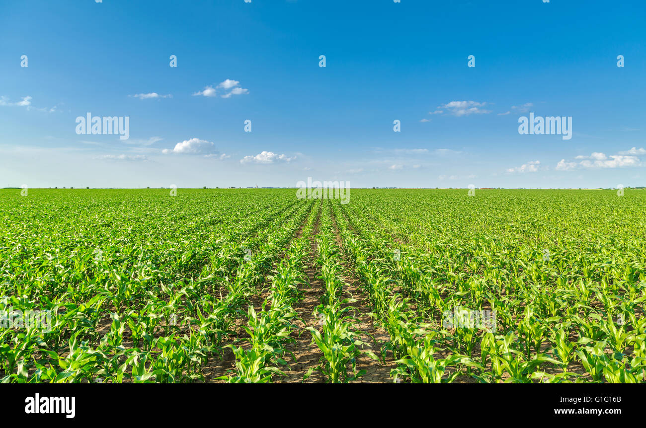 Growing corn field, green agricultural landscape Stock Photo - Alamy