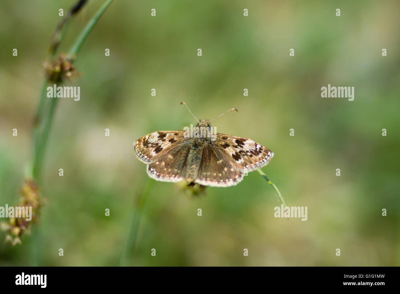 Dingy skipper butterfly (Erynnis tages) on grass. A butterfly in the family Hesperiidae, at rest in an English calcareous meadow Stock Photo