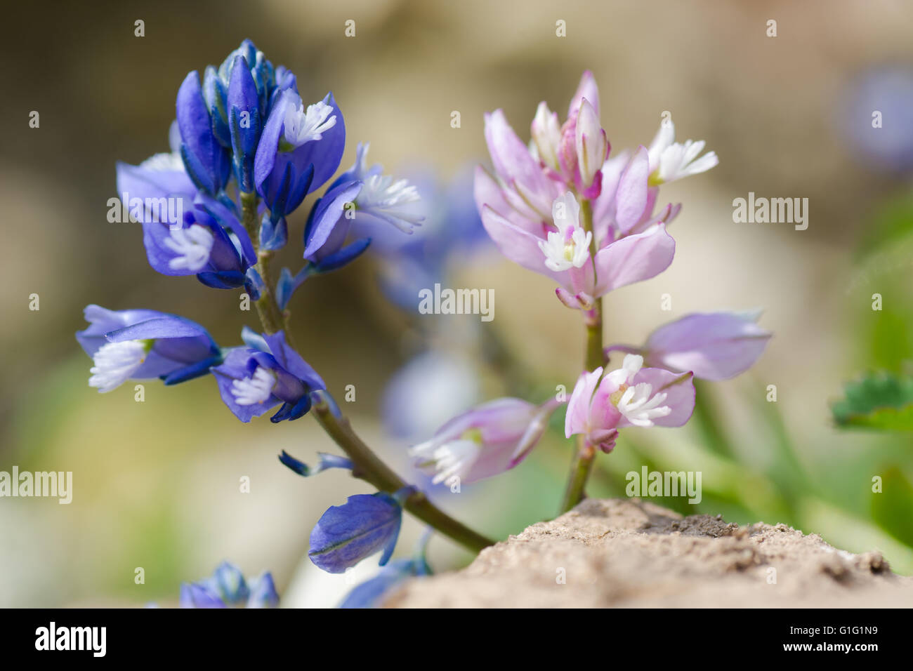 Common milkwort (Polygala vulgaris) blue and pink flowers. Two colour forms of flowers of plant in the family Polygalaceae Stock Photo