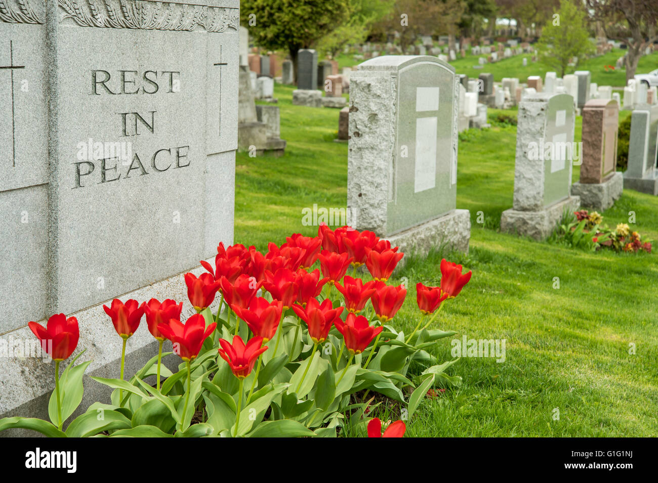 Headstones in a cemetary with red tulips and 'rest in peace' inscription. Stock Photo