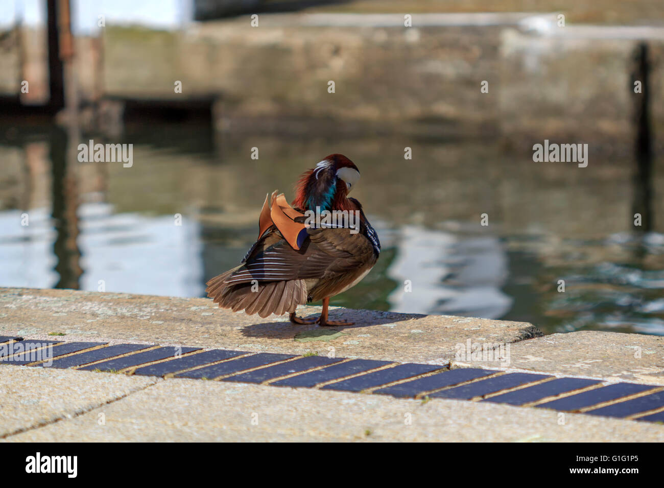 Mandarin duck (Aix galericulata) drake, Having a rest by the canal at Brentford Lock London UK. Stock Photo