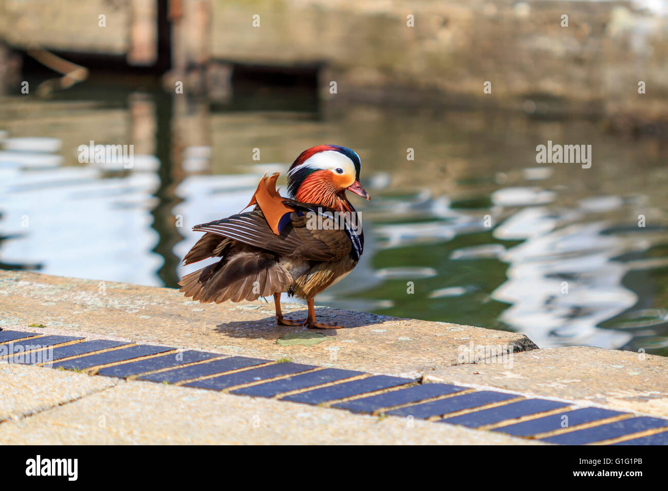 Mandarin duck (Aix galericulata) drake, Having a rest by the canal at Brentford Lock London UK. Stock Photo