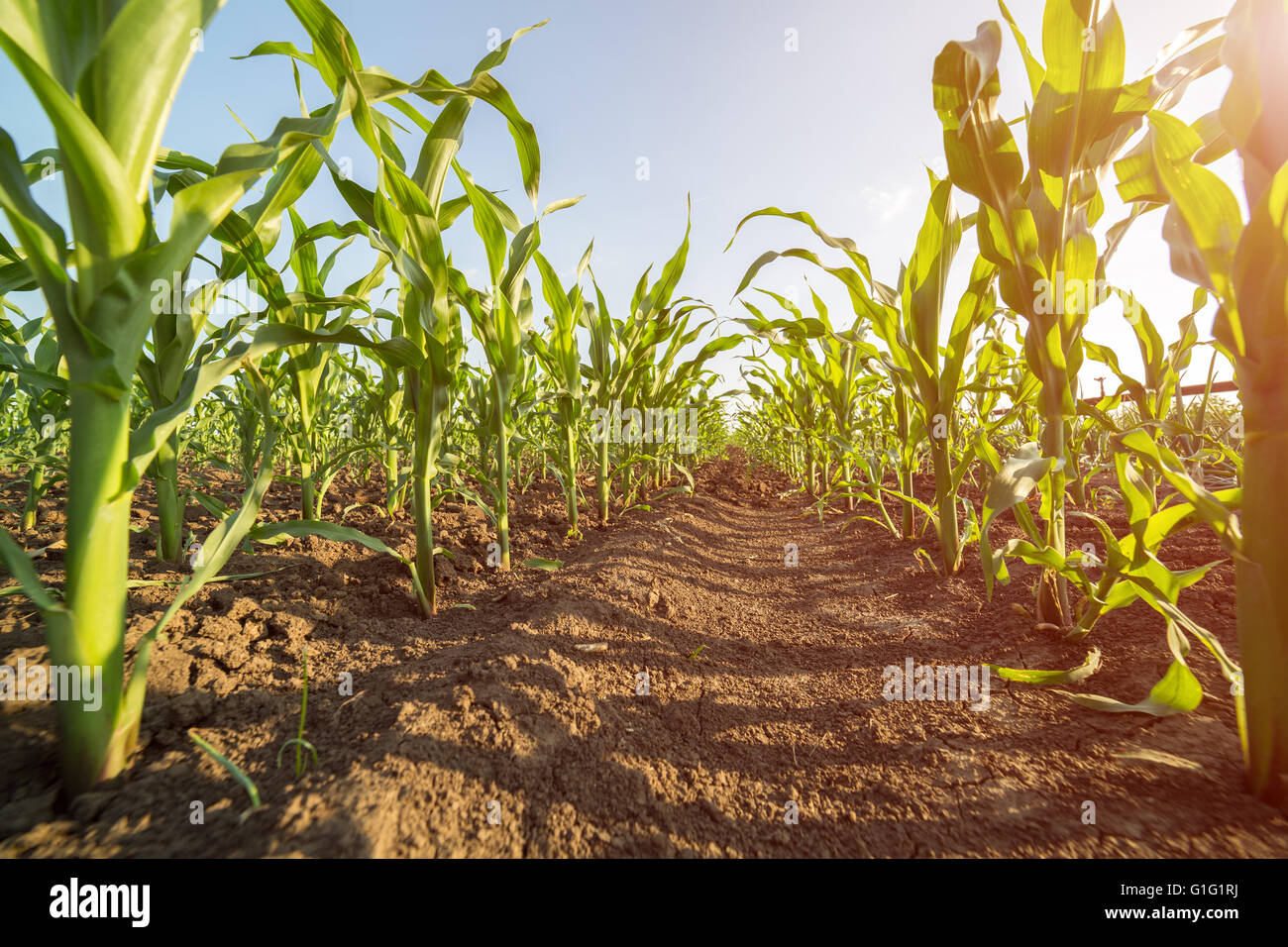 Green corn maize field in early stage Stock Photo - Alamy