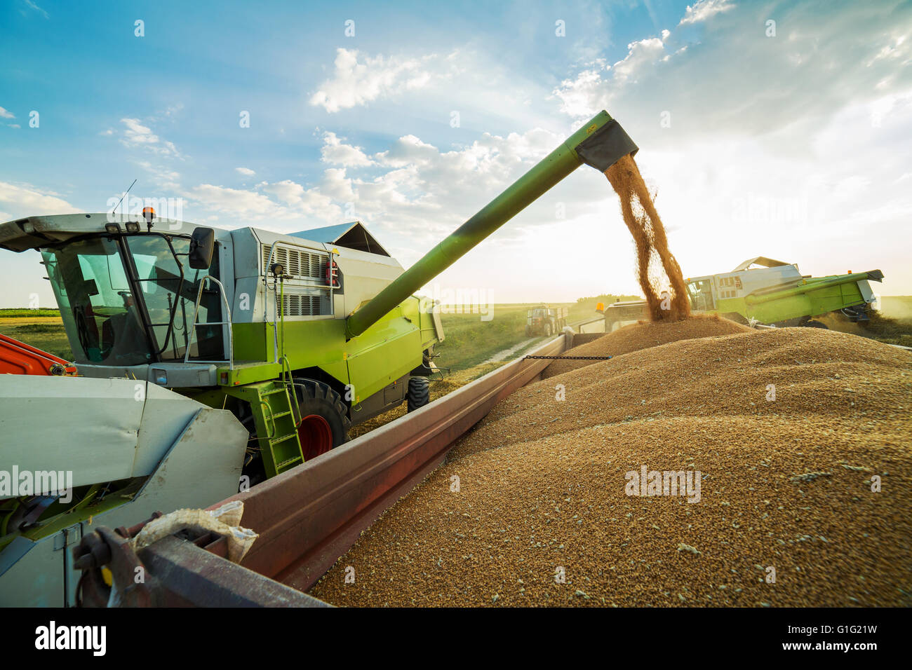 Combine harvester in action on wheat field, unloading grains Stock Photo