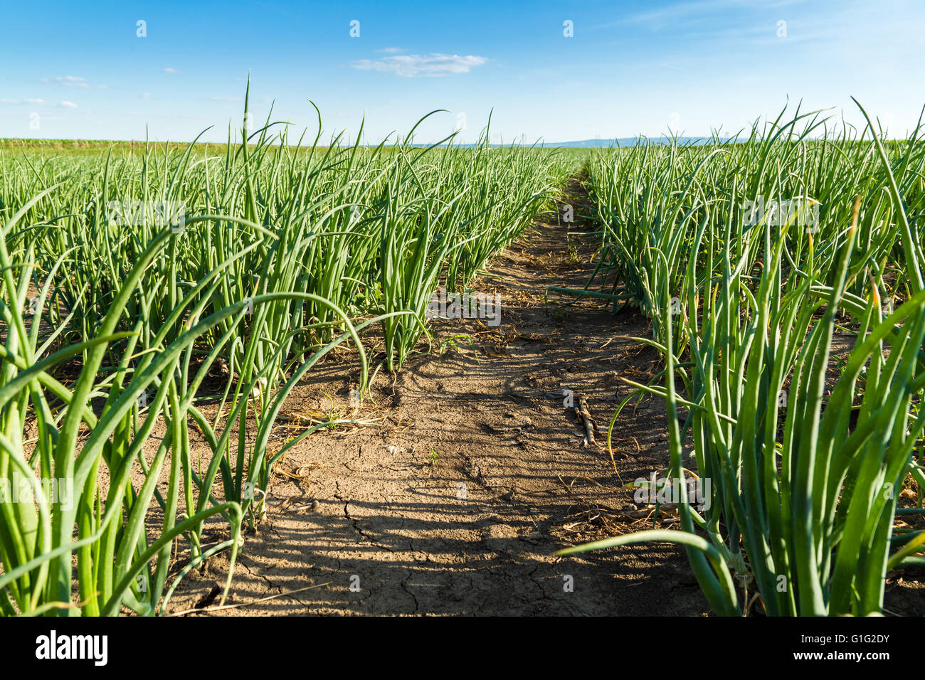 Close-up shot of green onion plants Stock Photo - Alamy