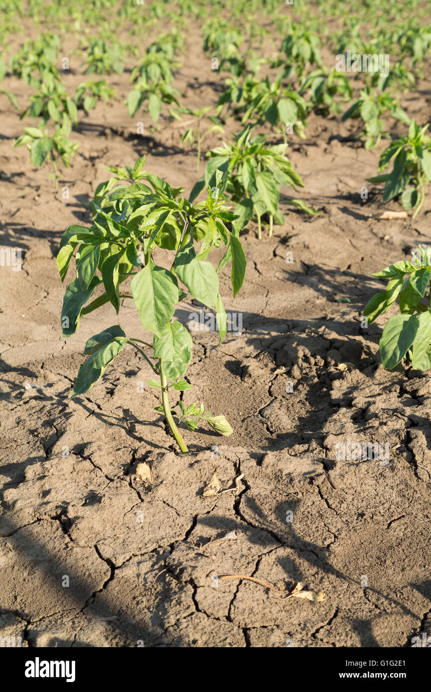 paprika farm