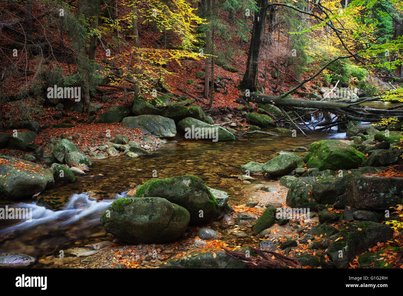 Creek in autumn forest of the mountains, natural environment wilderness Stock Photo