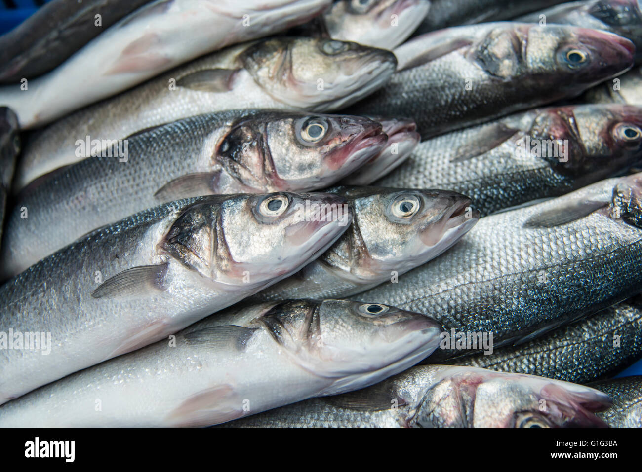Fresh raw Mackerel fish in the market Stock Photo Alamy