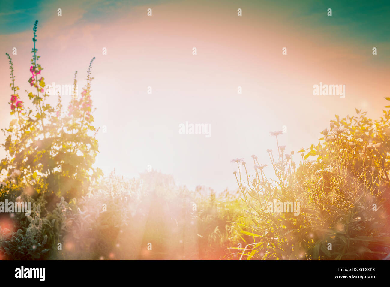 Natur background with Flowers garden and summer sun rays. Stock Photo