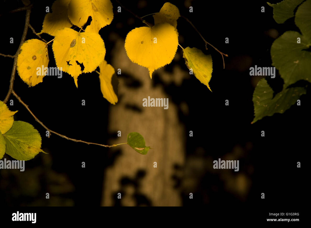Nice yellow lime tree leaves on dark background Stock Photo Alamy