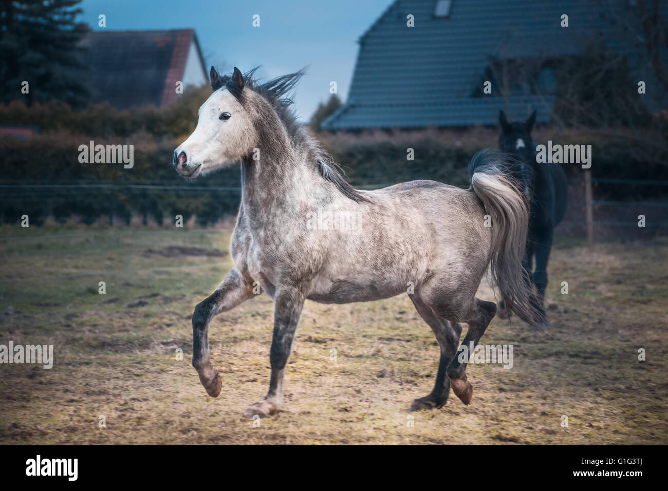 Young Arabian horse in a playful mood on paddock background Stock Photo