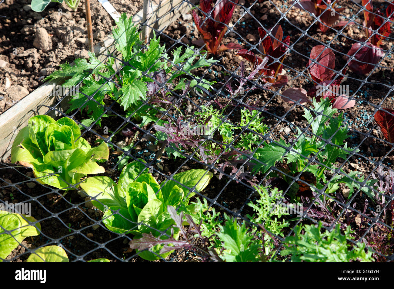Salad crop at Carrickmacross Community Allotments Stock Photo