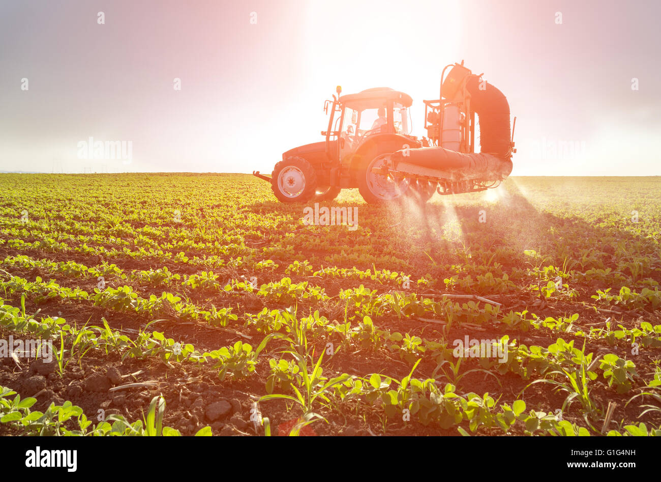 Soybean field weed hi-res stock photography and images - Alamy