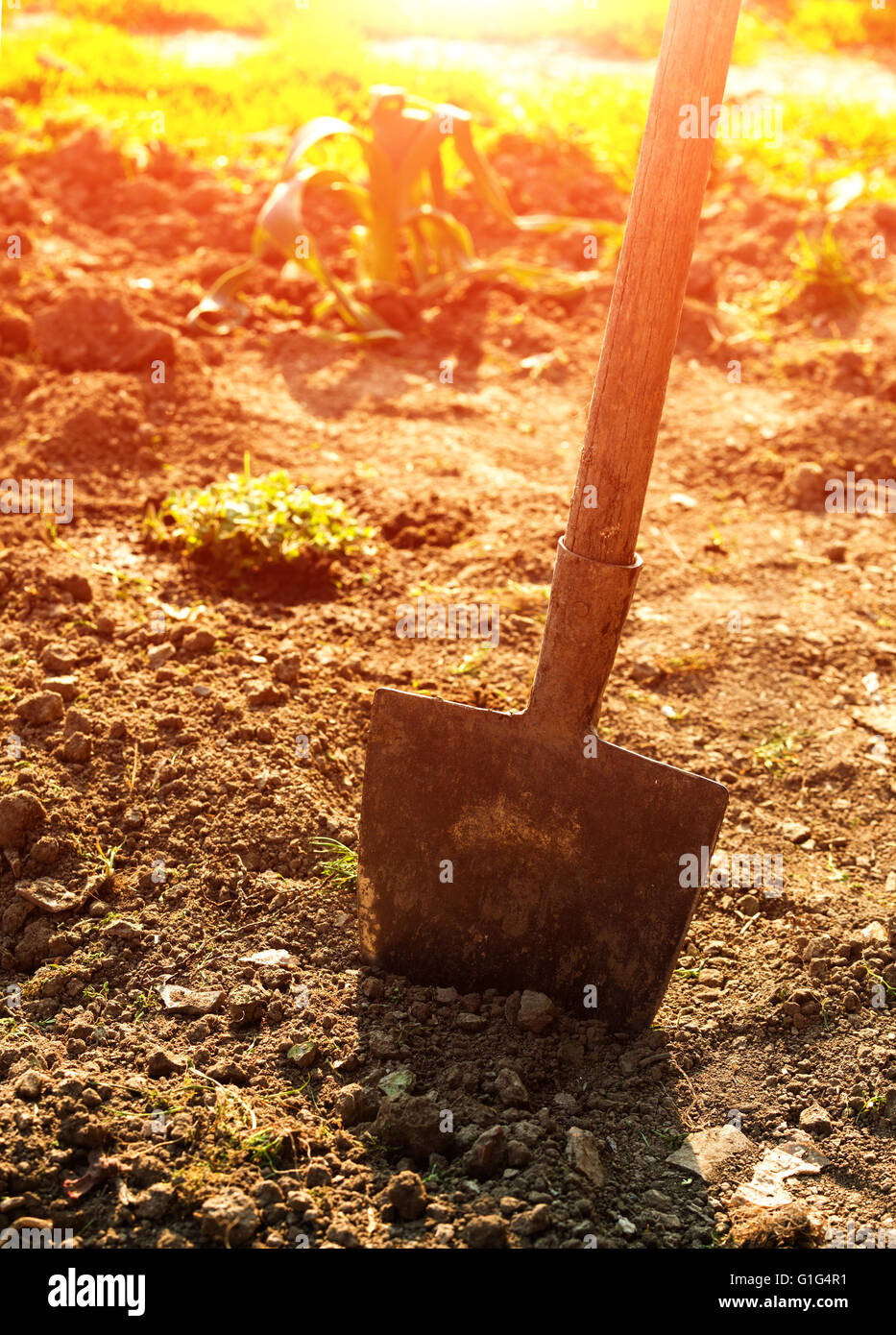 Shovel in the garden Stock Photo - Alamy