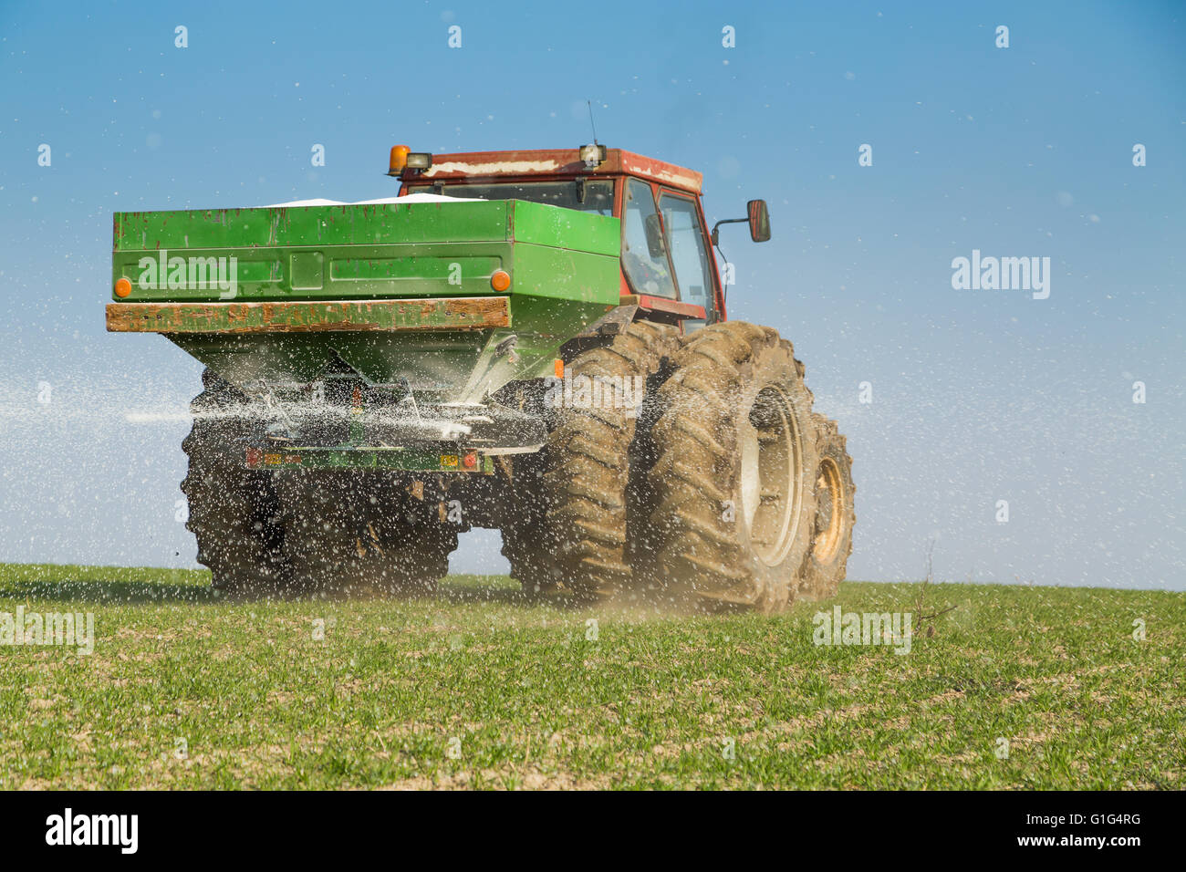 Farmer fertilizing wheat with nitrogen, phosphorus, potassium fertilizer Stock Photo