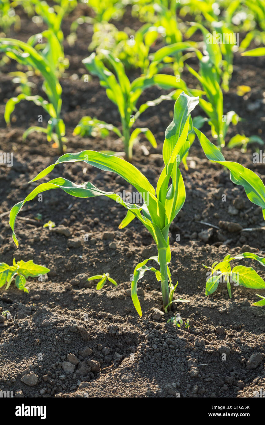 Green corn maize field in early stage Stock Photo - Alamy