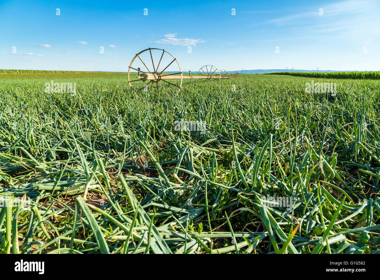 The Onion Field High Resolution Stock Photography And Images Alamy