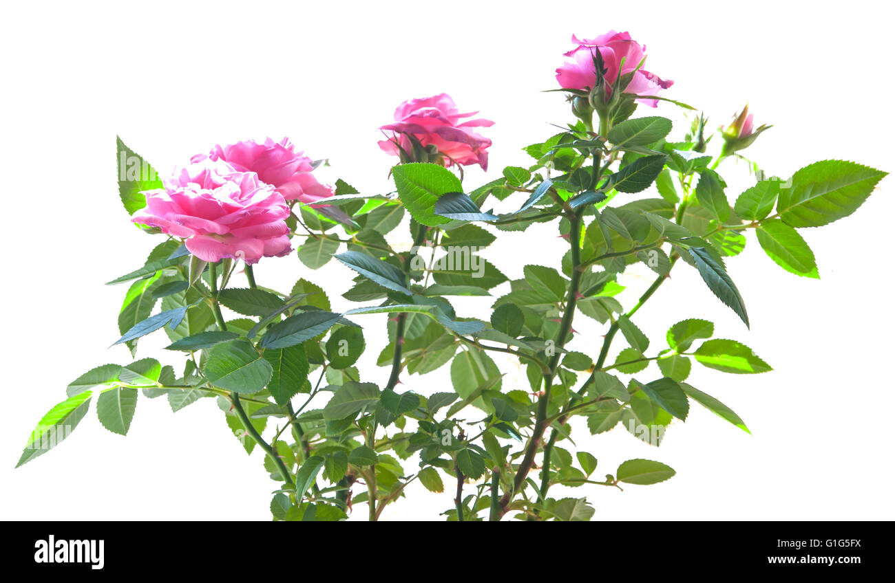 pink mini rose bush isolated on white background Stock Photo Alamy