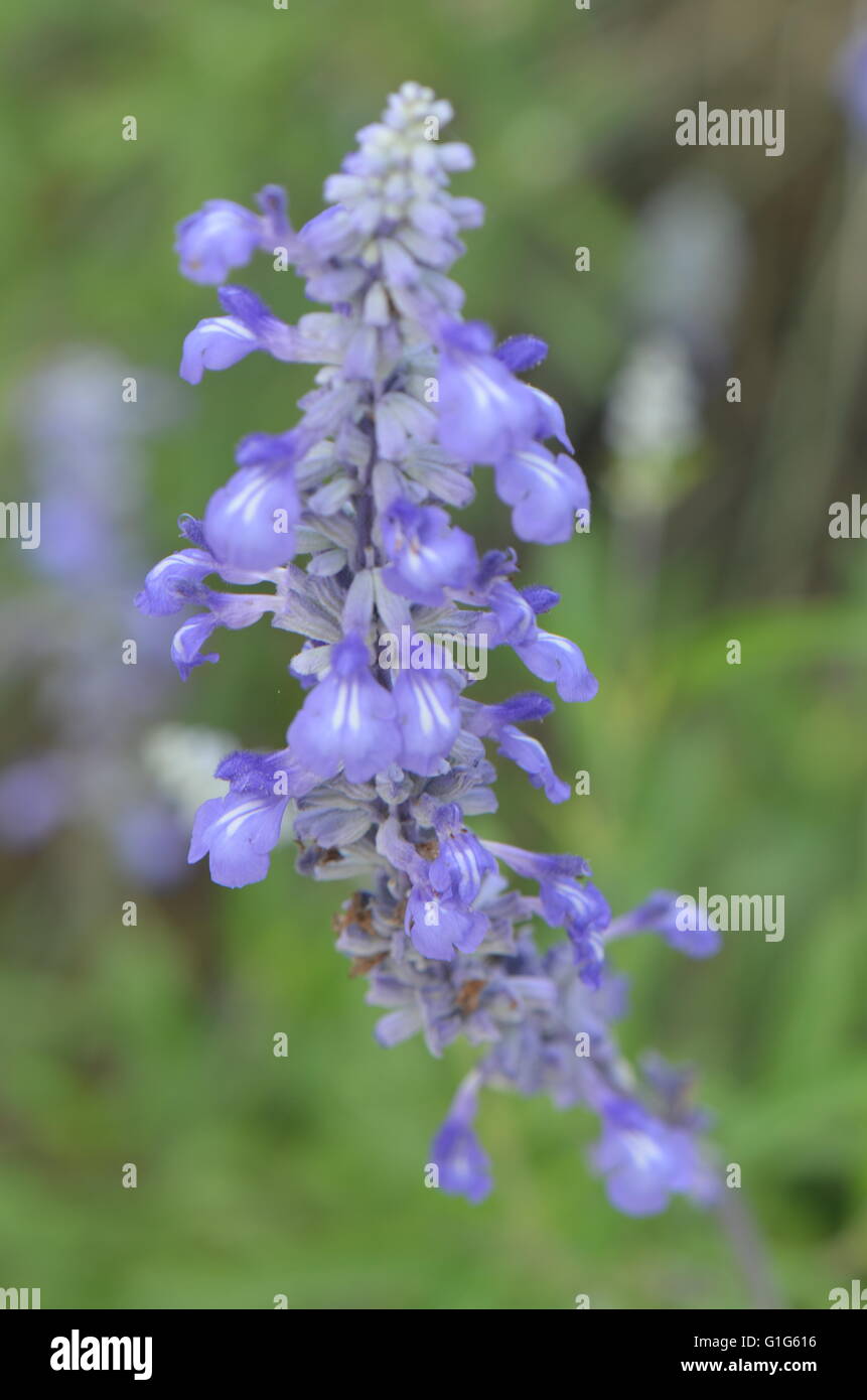 Mealy Blue Sage (salvia farinacea) Bloom Closeup Austin Texas USA Stock Photo