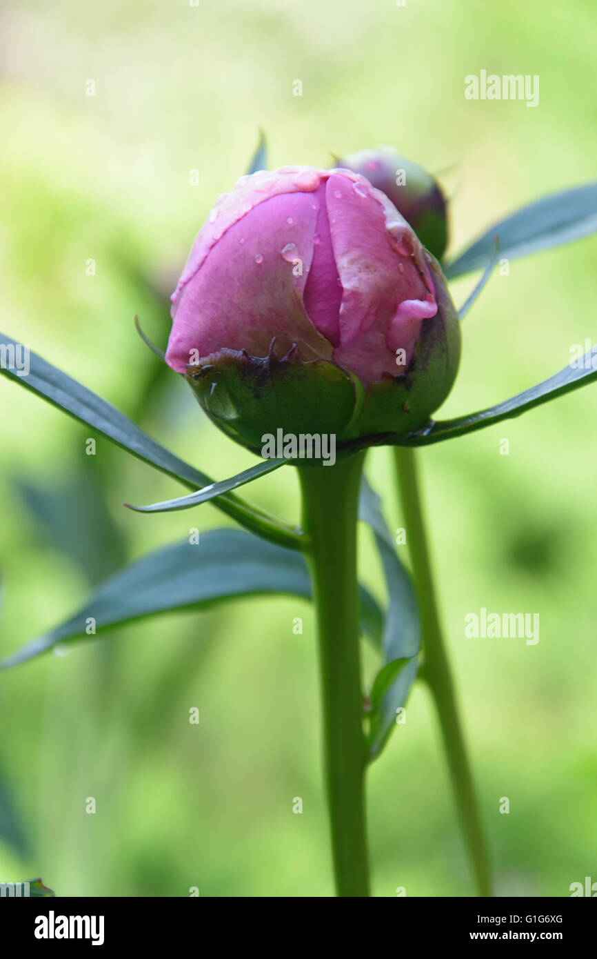 Bud of a peony with drops of dew Stock Photo