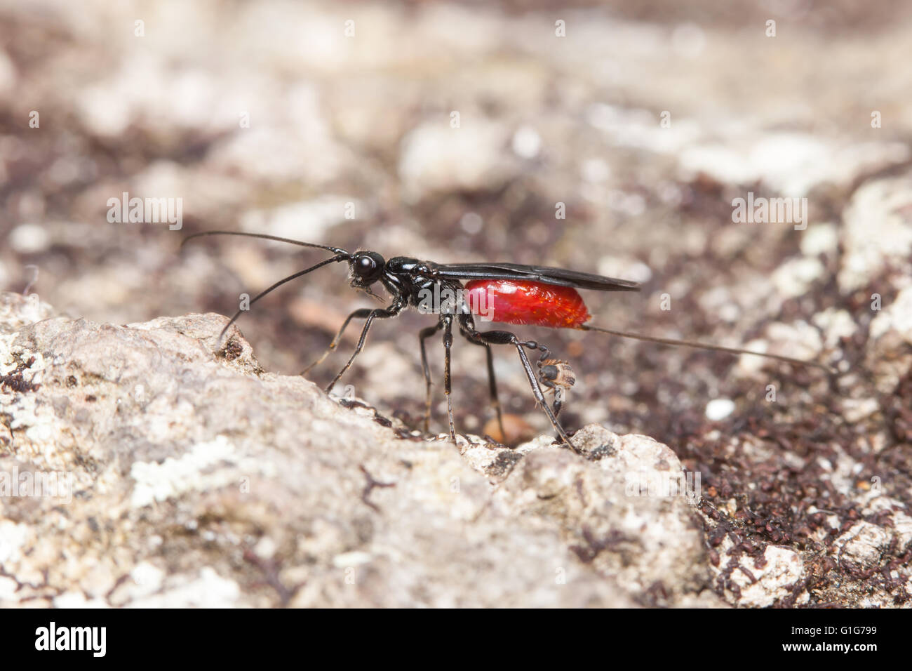 A female Braconid Wasp (Atanycolus sp.) perches on a fallen oak tree with a pseudoscorpion attached to one of its rear legs. Stock Photo