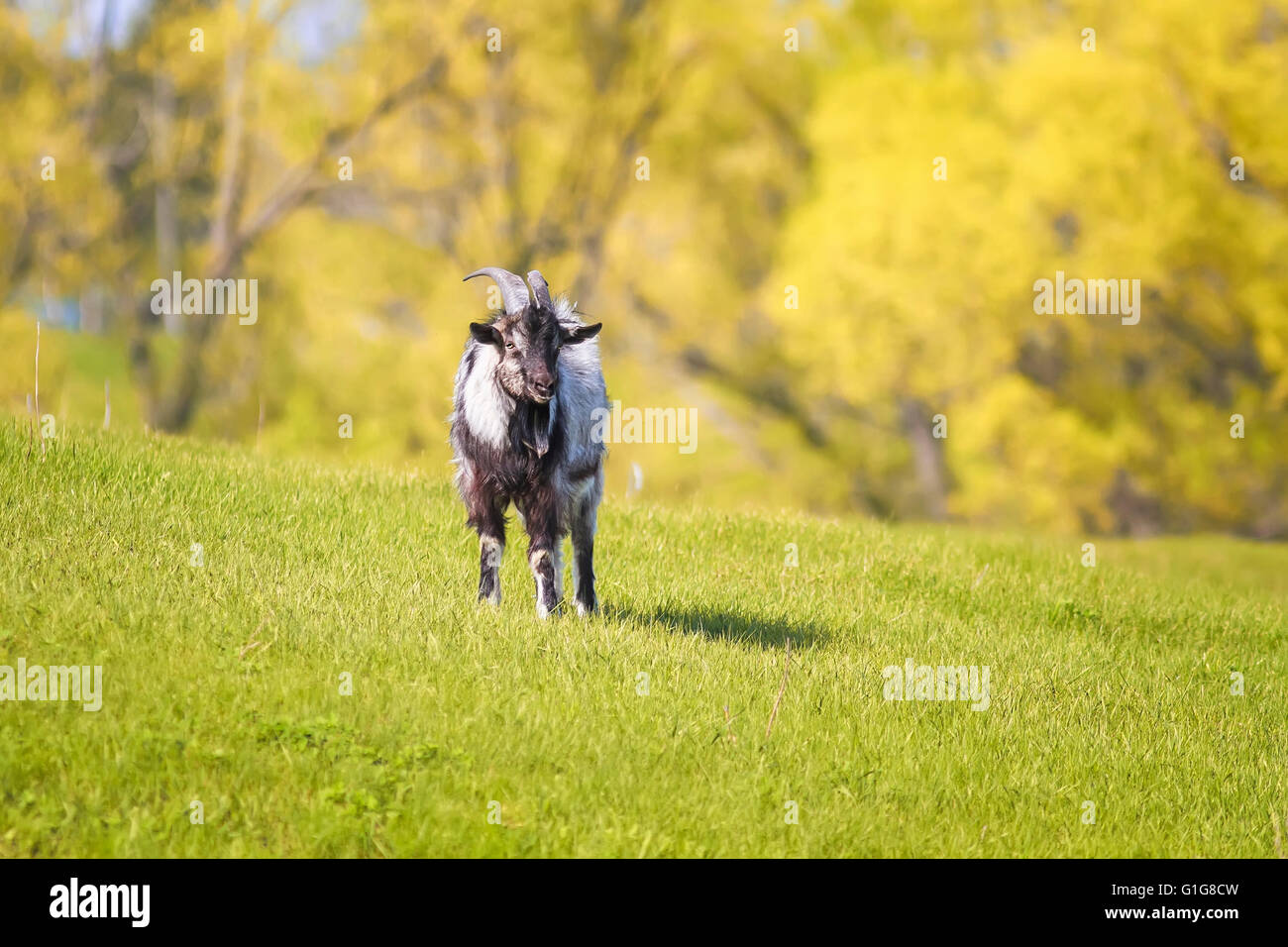 goat, grass, goats, farm, white, green, horns, animal, nature, domestic, field, pasture, meadow, head Stock Photo