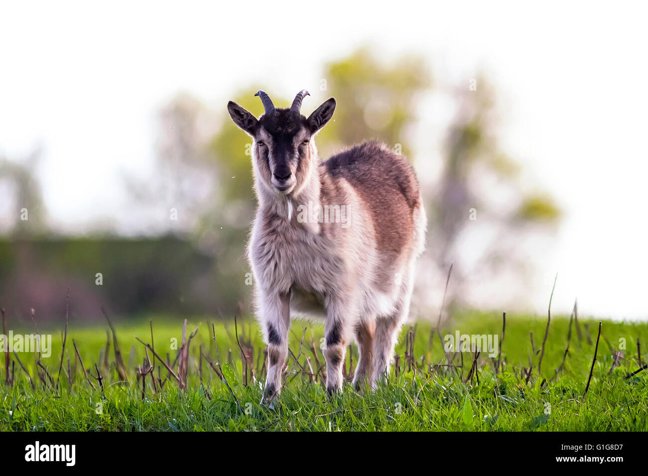 goat, grass, goats, farm, white, green, horns, animal, nature, domestic, field, pasture, meadow, head Stock Photo