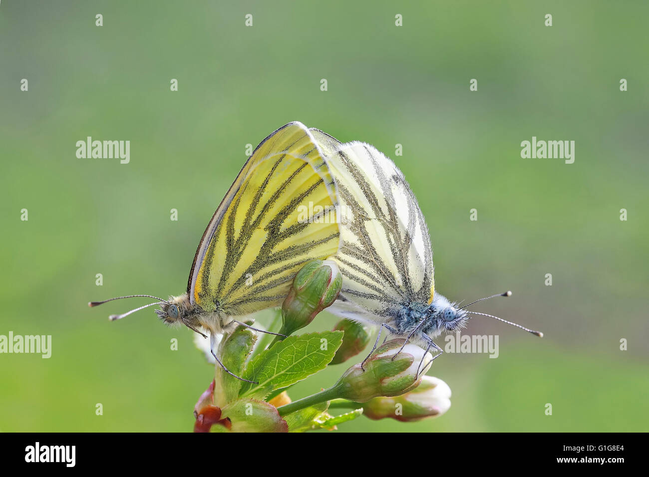 animal, background, beautiful, beauty, blooming, blue, bright, butterfly, care, color, colorful, couple, day, Stock Photo