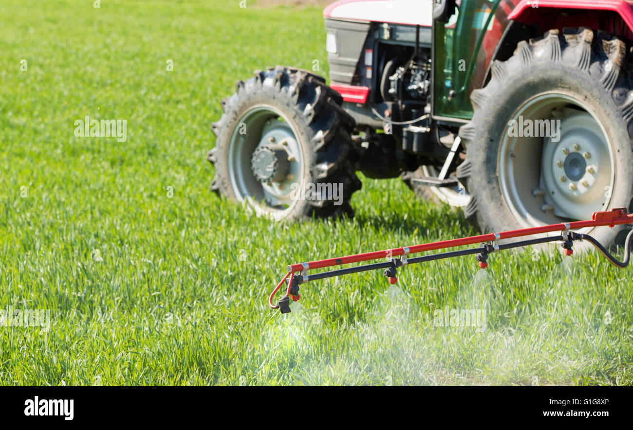 Spraying wheat crops field with tractor and sprayer Stock Photo