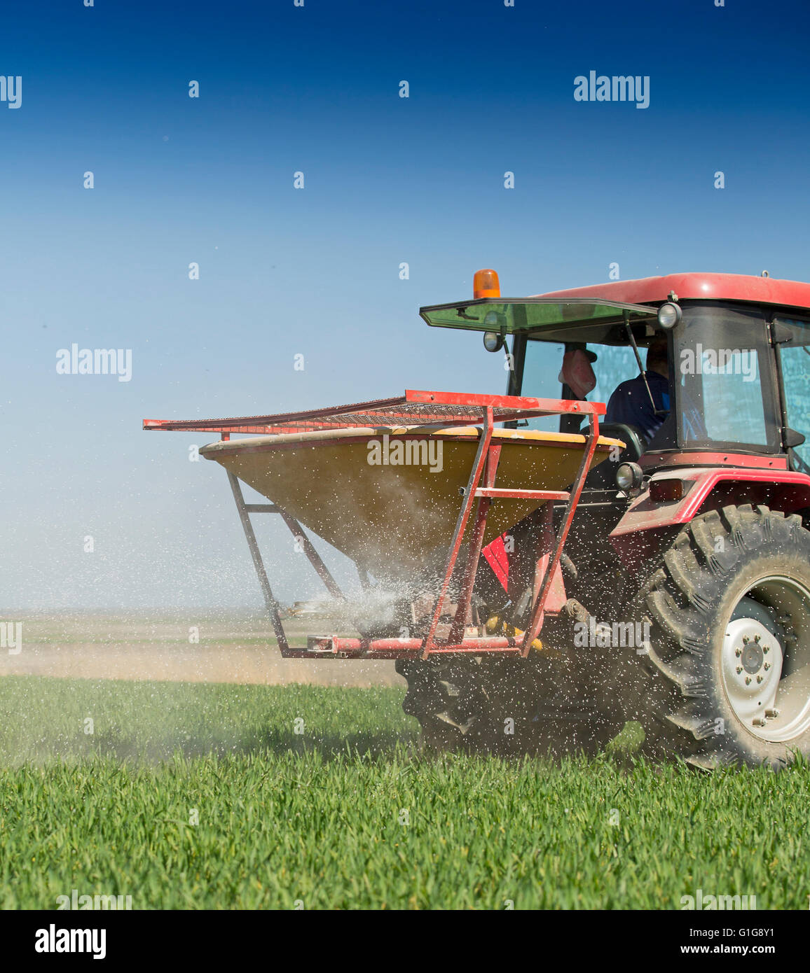 Farmer fertilizing wheat field with nitrogen, phosphorus, potassium fertilizer Stock Photo