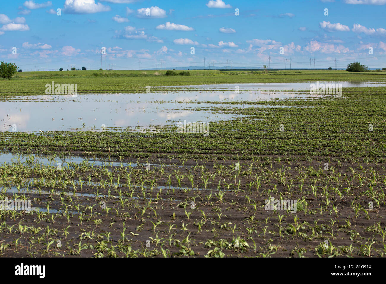 Agricultural disaster, flooded corn maize crops. Stock Photo