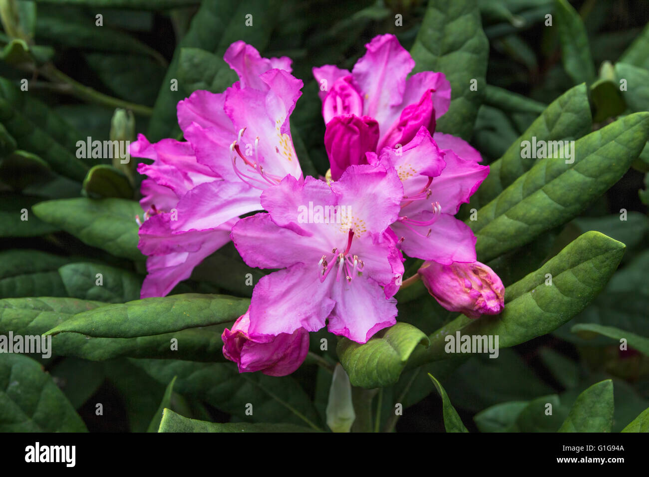 Rhododendron Stock Photo