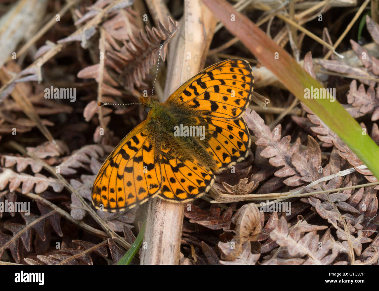 Pearl bordered fritillary butterfly (Boloria euphrosyne) in Hampshire, England Stock Photo