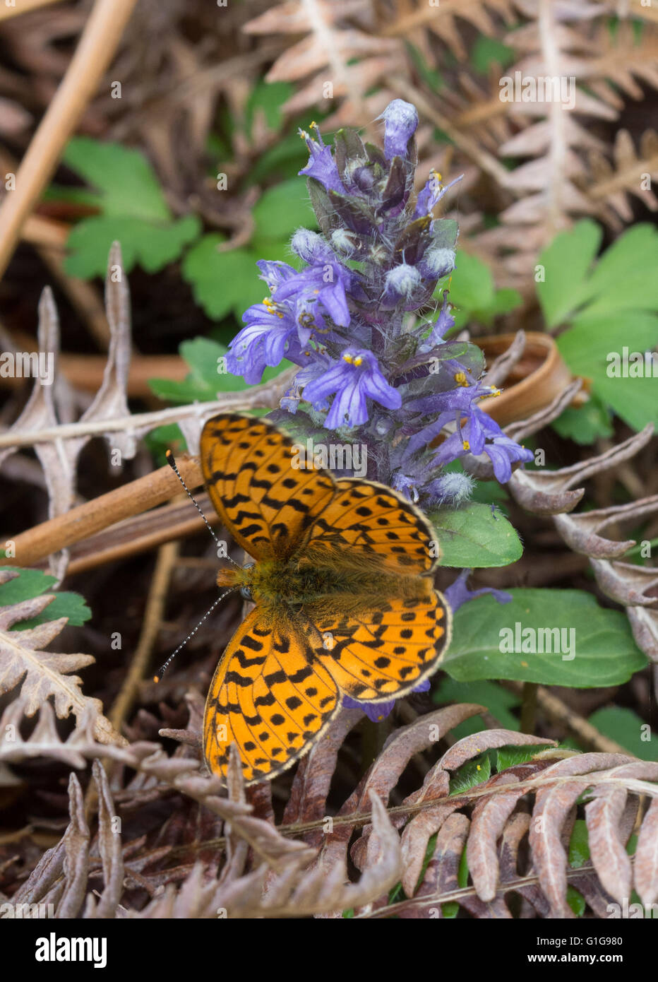 Pearl bordered fritillary butterfly (Boloria euphrosyne) on wildflower in Hampshire, England Stock Photo