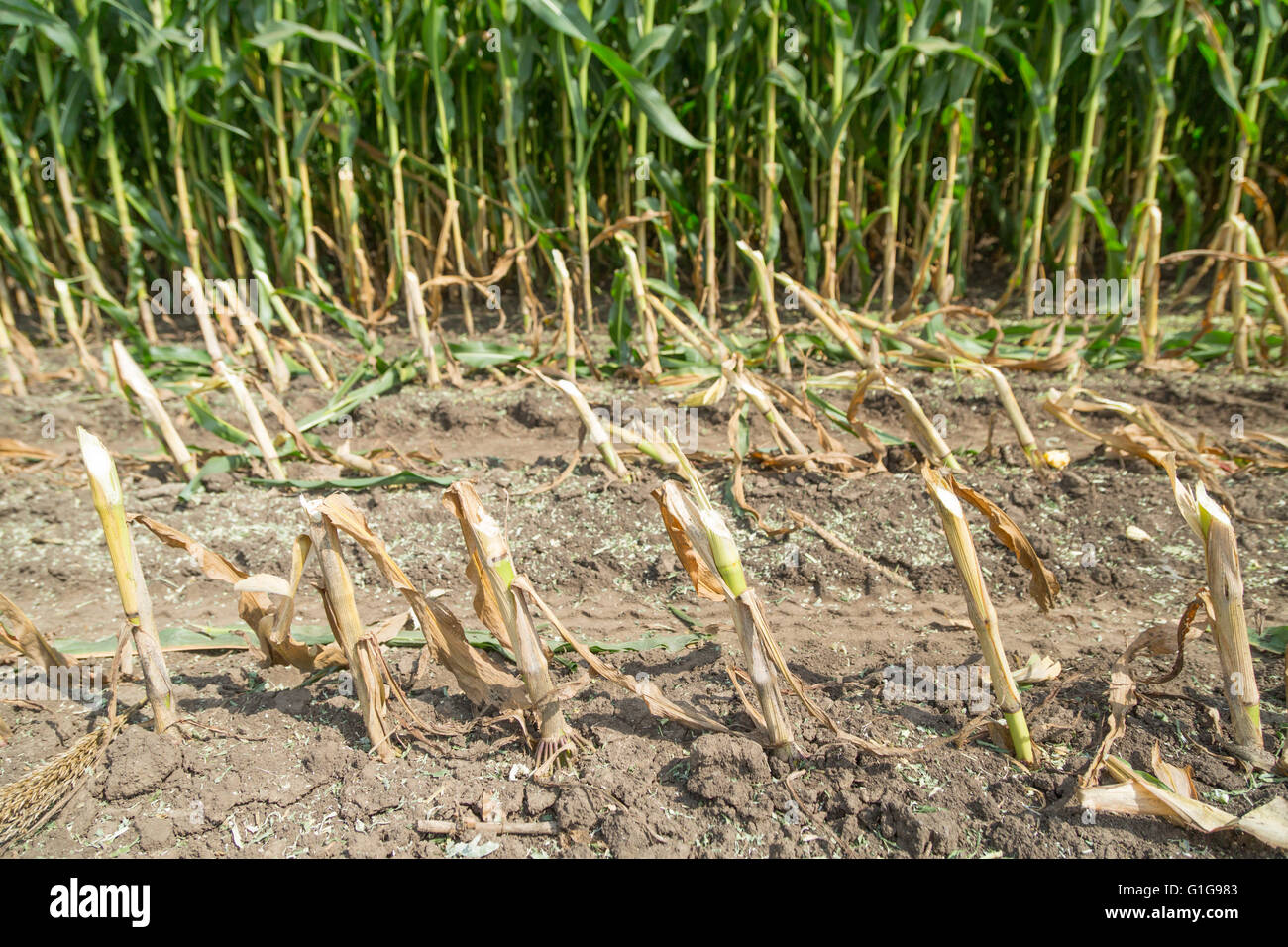 Silage corn maize green stems cut on field Stock Photo