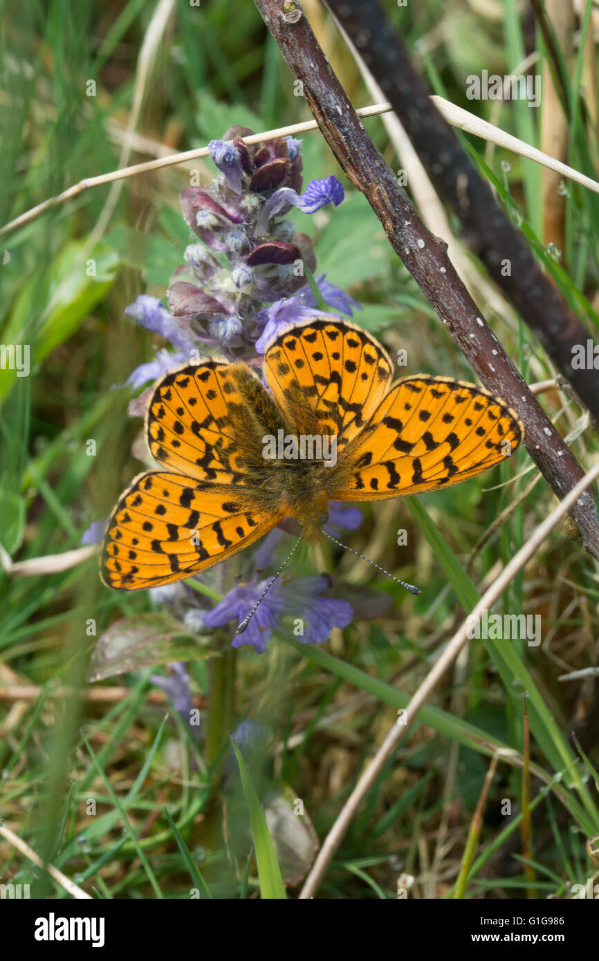 Pearl bordered fritillary butterfly (Boloria euphrosyne) on wildflower in Hampshire, England Stock Photo
