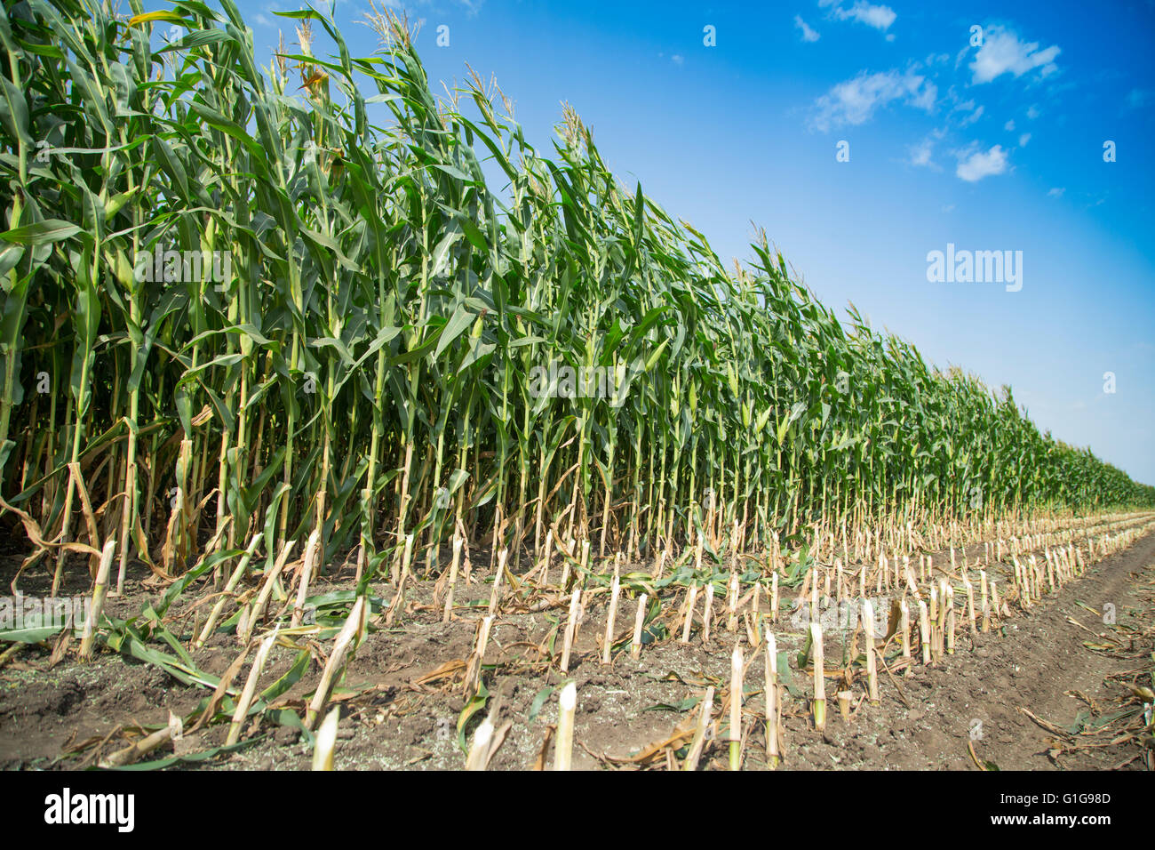 Silage corn maize green stems cut on field Stock Photo
