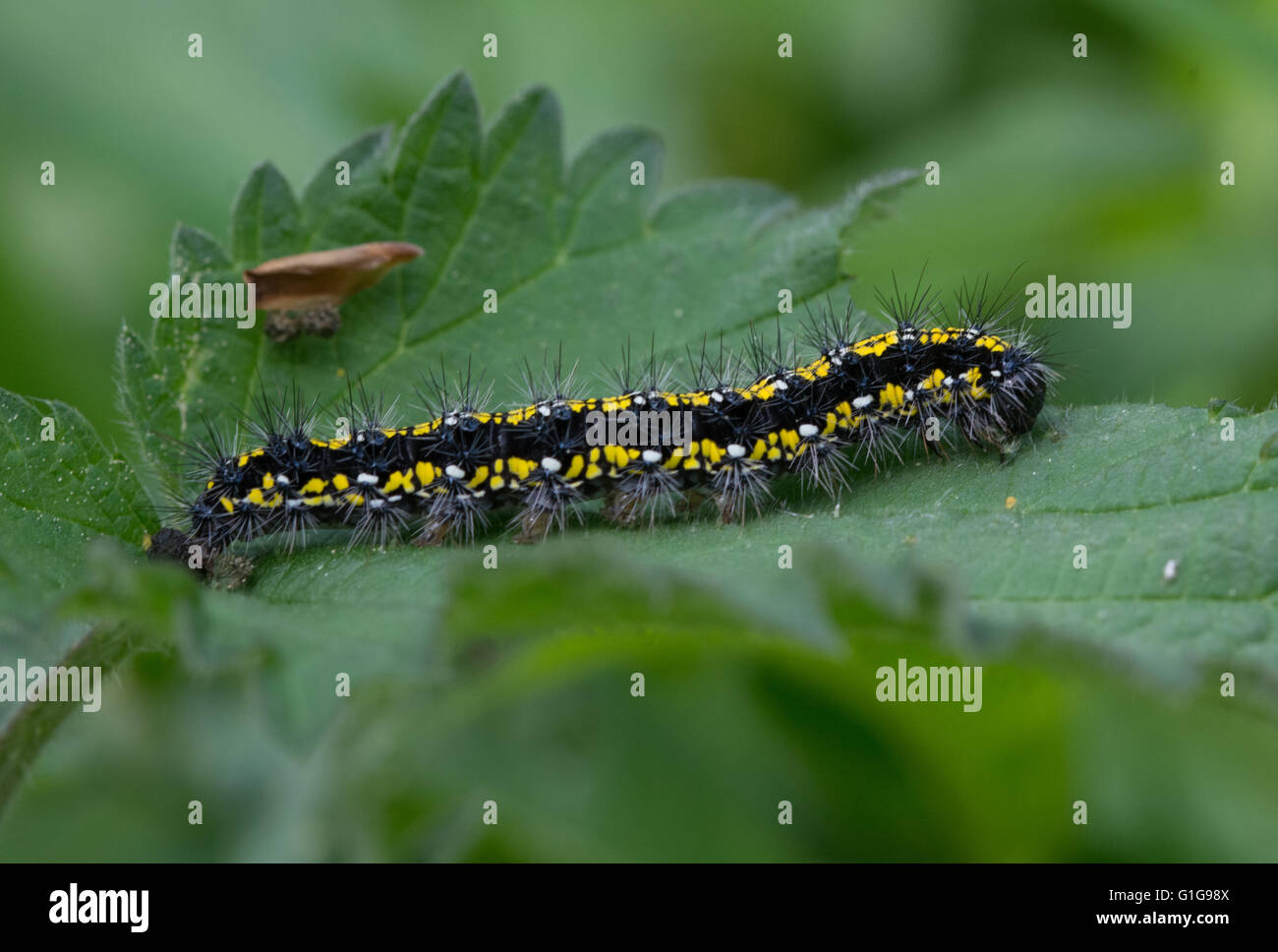 Caterpillar or larva of scarlet tiger moth (Callimorpha dominula) on nettle, UK Stock Photo