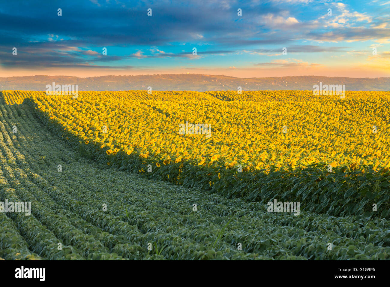 Sunflower field at dawn next to soybean field in flowering stage Stock