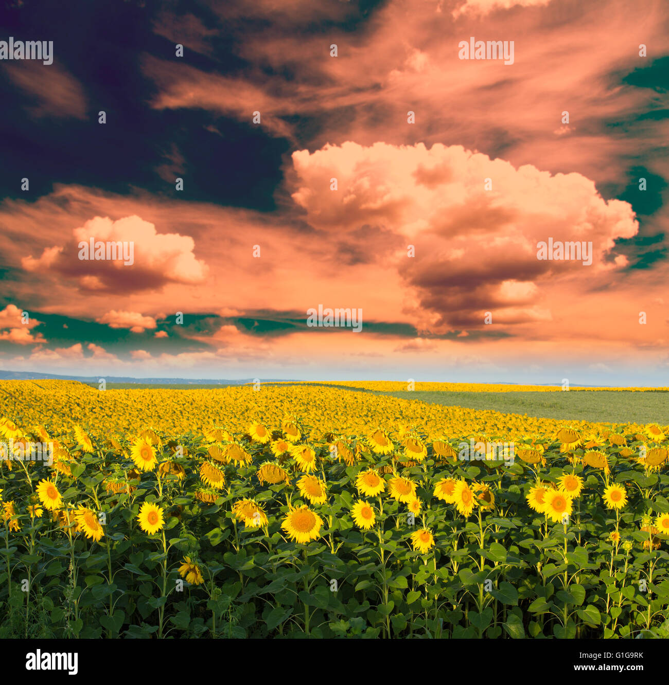 Sunflower field at sunrise hi-res stock photography and images - Alamy