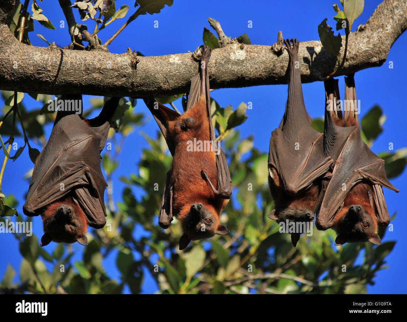 Flying foxes, also named fruit bats Stock Photo - Alamy